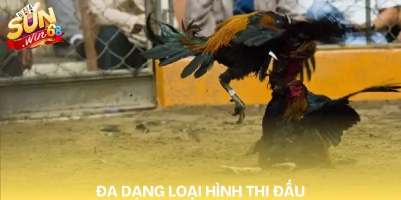 da-ga-truc-tiep-hom-nay-cac-loai-hinh