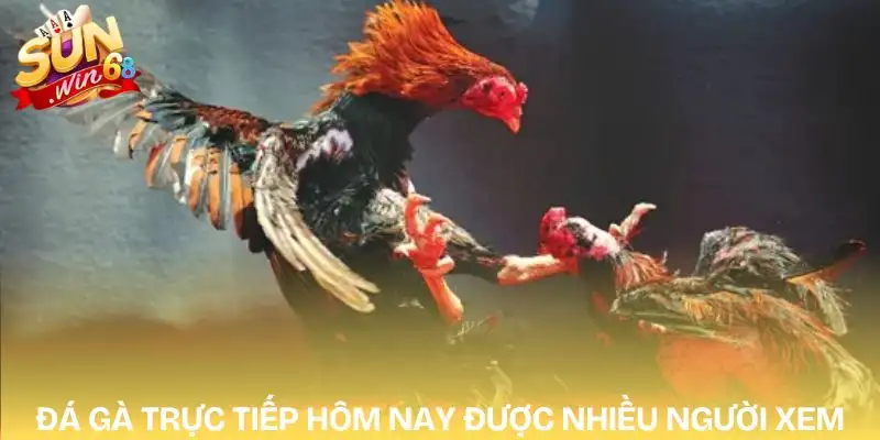 da-ga-truc-tiep-hom-nay-nguoi-choi-luon-uu-tien