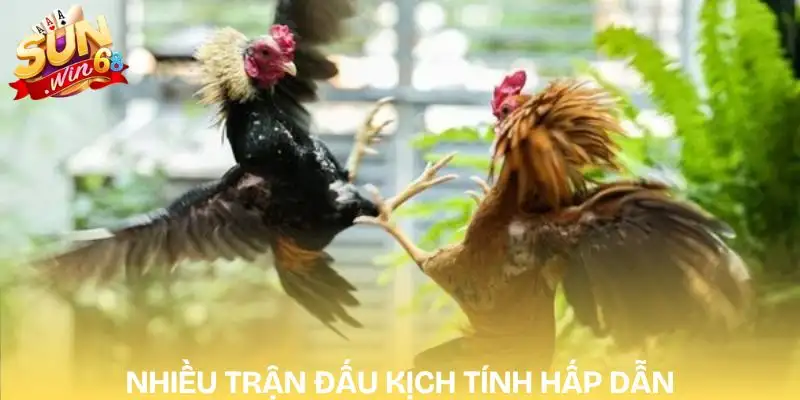 da-ga-truc-tiep-hom-nay-nhieu-tran-dau-hap-dan